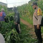 Bhabinkamtibmas Dampingi Panen Jagung di Ombe Baru Dukung Swasembada Pangan