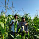 Bhabinkamtibmas Mareje Timur Dampingi Petani Jagung Tingkatkan Hasil Panen