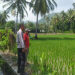 Bhabinkamtibmas Sekotong Dukung Swasembada Pangan di Batu Putih