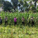 Dukung Ketahanan Pangan, Polri Hadir dalam Panen Raya Jagung NTB