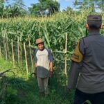 Pekarangan Bergizi, Inisiatif Ketahanan Pangan di Dasan Geres