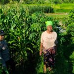 Polsek Lembar Dampingi Warga Mareje Timur Atur Tanam Jagung