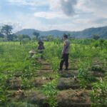 Sinergi Polisi dan Petani Dorong Ketahanan Pangan di Jembatan Kembar Timur