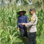 Bhabinkamtibmas Sekotong Dukung Petani Jagung Wujudkan Ketahanan Pangan