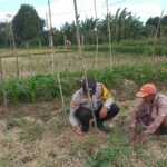 Ketahanan Pangan Dimulai dari Desa Bhabinkamtibmas Jagaraga Dorong Pemanfaatan Lahan Pekarangan