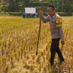 Kunjungan Bhabinkamtibmas Kuripan Utara, Ajak Petani Dukung Ketahanan Pangan Nasional