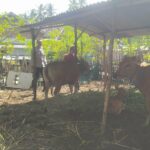 Bhabinkamtibmas Batu Putih Bina Warga Kembangkan Sapi Ternak