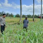 Jagung dan Keamanan: Bhabinkamtibmas Cendi Manik Turun ke Lahan