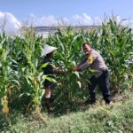 Dusun Jerneng Lombok Barat Jadikan Lahan Kosong Sumber Pangan Keluarga
