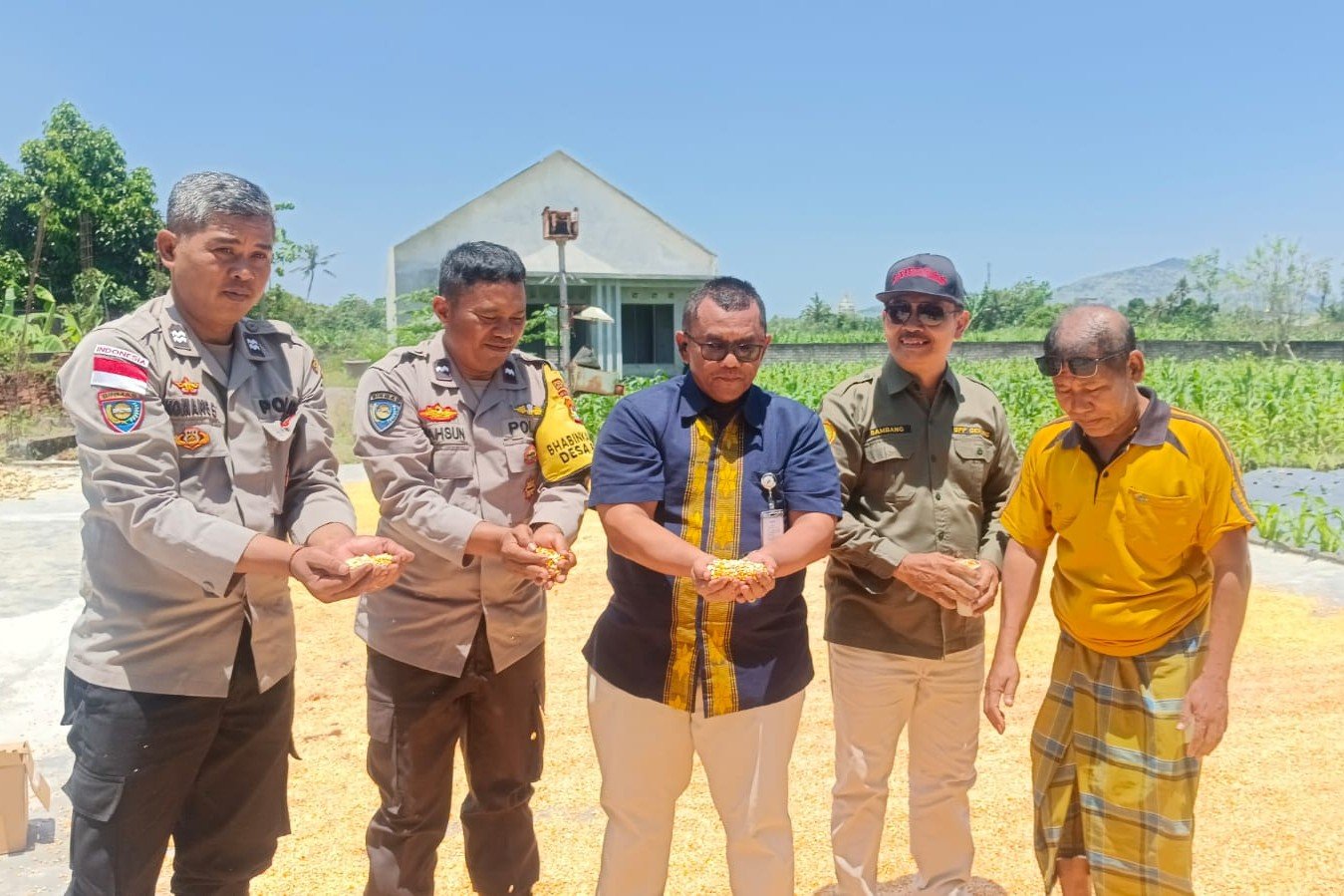 Jagung Desa Beleka dengan Kadar Air 10,3 KA Siap Serap Bulog NTB
